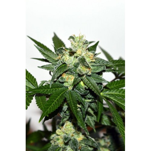 Citrus Paridisi Feminised Seeds Citrus Paridisi Feminised Seeds