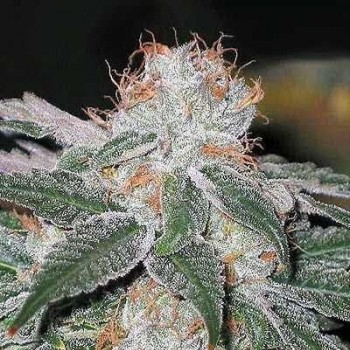 Dubble Bubble Feminised Seeds Dubble Bubble Feminised Seeds