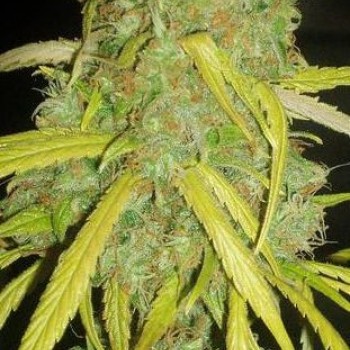 Pineapple Amnesia Feminised Seeds Pineapple Amnesia Feminised Seeds