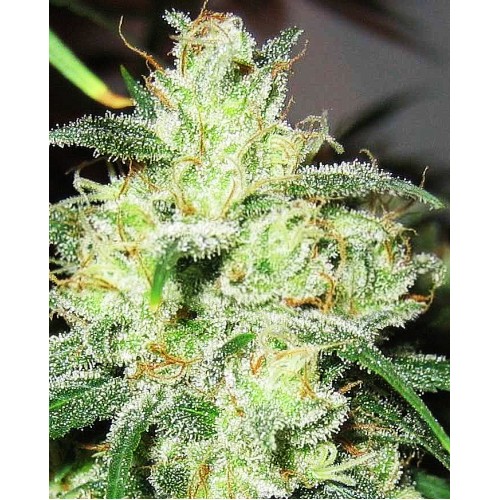 Gorilla Cheese Feminised Seeds