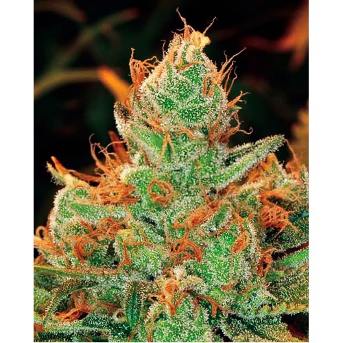 Gorilla Lilly Feminised Seeds Gorilla Lilly Feminised Seeds