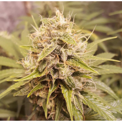 Deluxe Orange Regular Seeds
