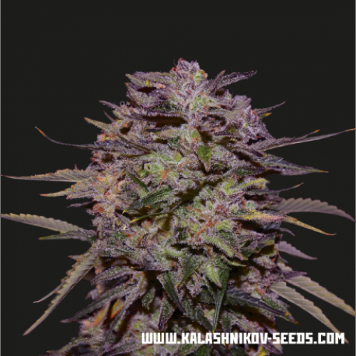 Purple Russian Express Feminised Seeds Purple Russian Express Feminised Seeds