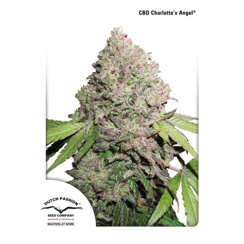 Charlotte's Angel CBD Feminised Seeds