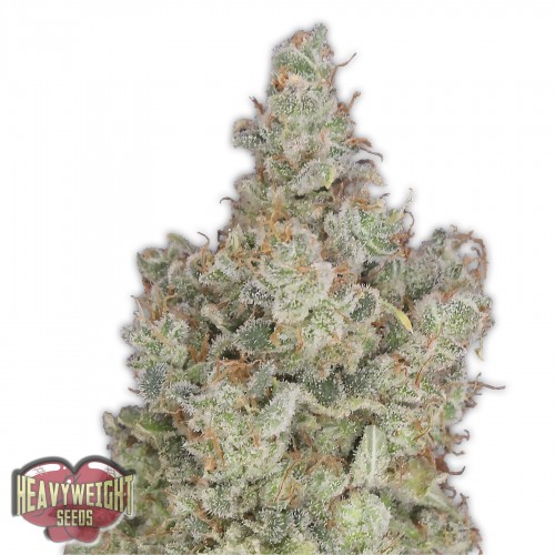 Total Paralysis Feminised Seeds
