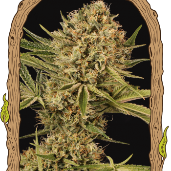 Herz OG Feminised Seeds Herz OG Feminised Seeds