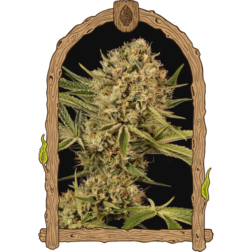 Herz OG Feminised Seeds