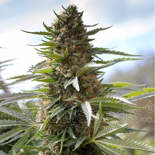Over Dawg Feminised Seeds Over Dawg Feminised Seeds