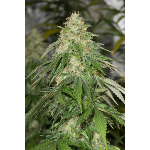 Some Sweet Feminised Seeds Some Sweet Feminised Seeds