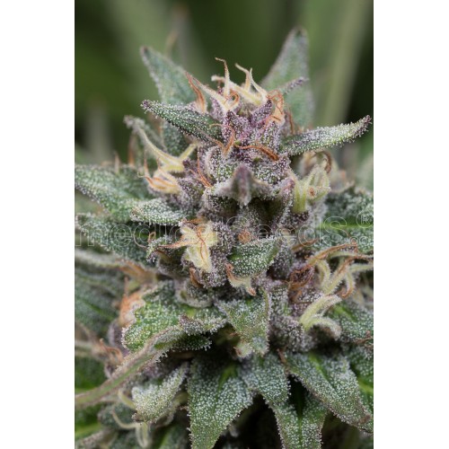 Bluehell Auto Feminised Seeds