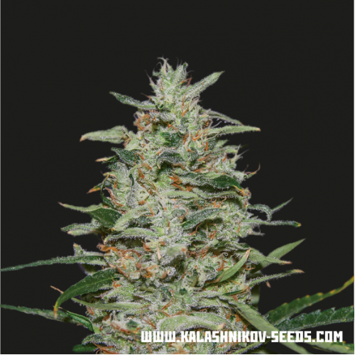 White Russian OG Feminised Seeds