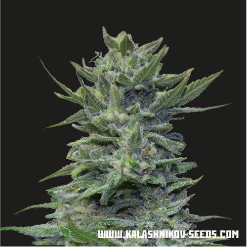 Lavanda Cream Feminised Seeds Lavanda Cream Feminised Seeds