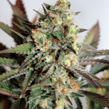 Girl Scout Cookies Feminised Seeds Girl Scout Cookies Feminised Seeds