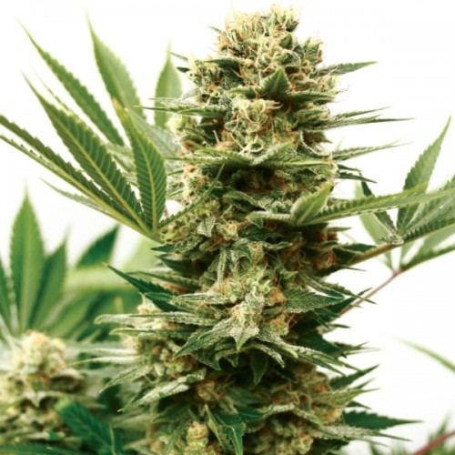 Mass Shooter Auto Feminised Seeds Mass Shooter Auto Feminised Seeds