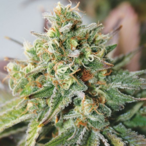 Critical XXL Auto Feminised Seeds Critical XXL Auto Feminised Seeds