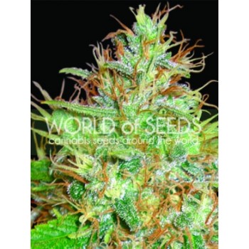 Afghan Kush x Skunk Feminised Seeds Afghan Kush x Skunk Feminised Seeds