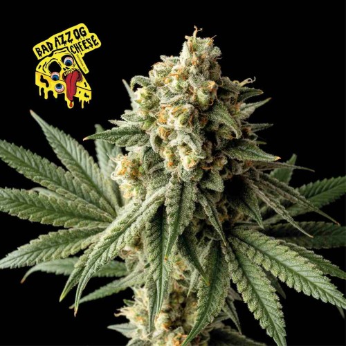 Badazz OG Cheese Feminised Seeds Badazz OG Cheese Feminised Seeds