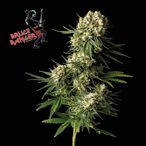 Bruce Banger Feminised Seeds Bruce Banger Feminised Seeds