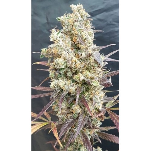 Black Devil's OG Feminised Seeds Black Devil's OG Feminised Seeds