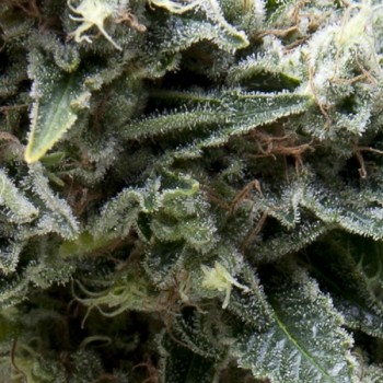New York City CBD Auto Feminised Seeds New York City CBD Auto Feminised Seeds