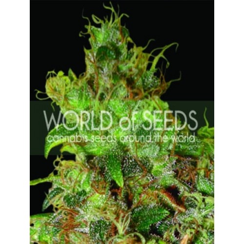Northern Light x Skunk Feminised Seeds