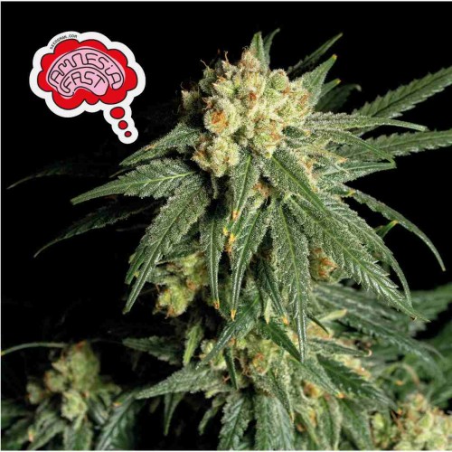 Amnesia FAST Feminised Seeds Amnesia FAST Feminised Seeds