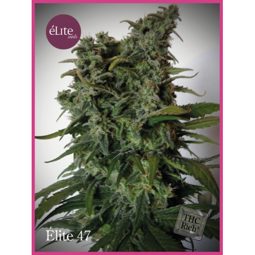 Elite 47 Feminised Seeds