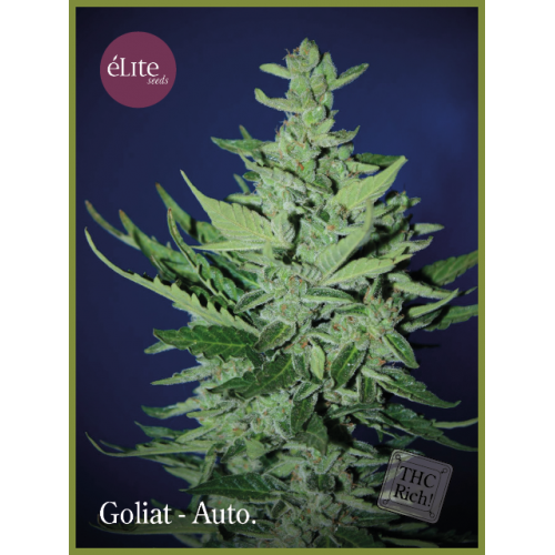 Goliath Auto Feminised Seeds Goliath Auto Feminised Seeds