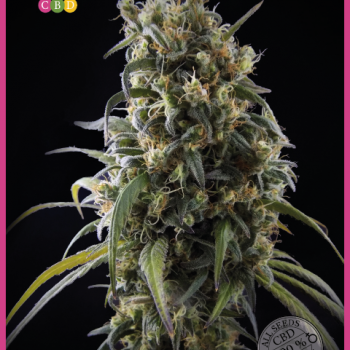La Rica Classic CBD Feminised Seeds La Rica Classic CBD Feminised Seeds
