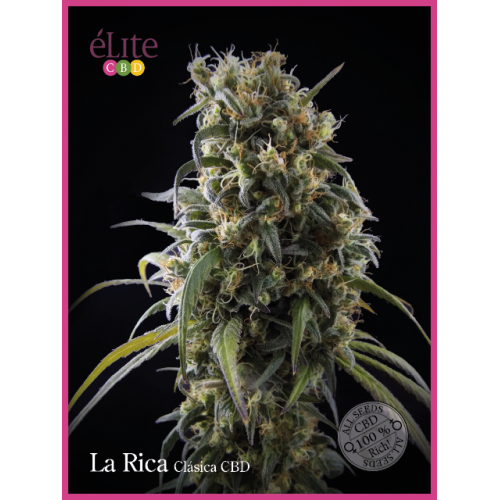 La Rica Classic CBD Feminised Seeds La Rica Classic CBD Feminised Seeds