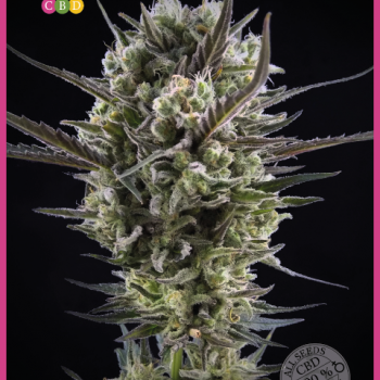 Llimonet Haze Classic CBD Feminised Seeds Llimonet Haze Classic CBD Feminised Seeds