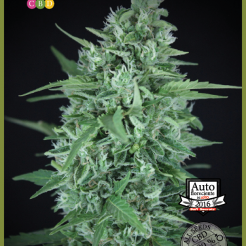 La Rica CBD Auto Feminised Seeds La Rica CBD Auto Feminised Seeds