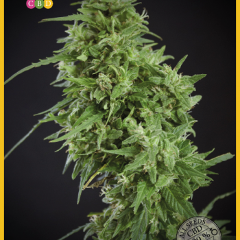 Amnesia Haze Ultra CBD Feminised Seeds Amnesia Haze Ultra CBD Feminised Seeds