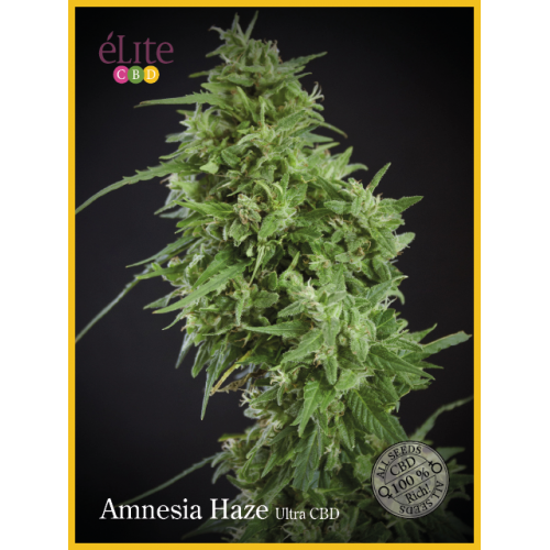 Amnesia Haze Ultra CBD Feminised Seeds