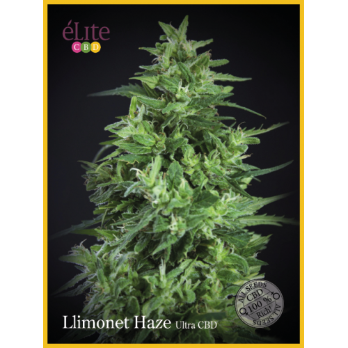 Llimonet Haze Ultra CBD Feminised Seeds Llimonet Haze Ultra CBD Feminised Seeds