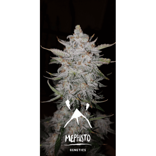 Forum Stomper Auto Feminised Seeds Forum Stomper Auto Feminised Seeds