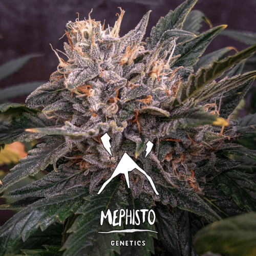 Forgotten Cookies Auto Feminised Seeds Forgotten Cookies Auto Feminised Seeds