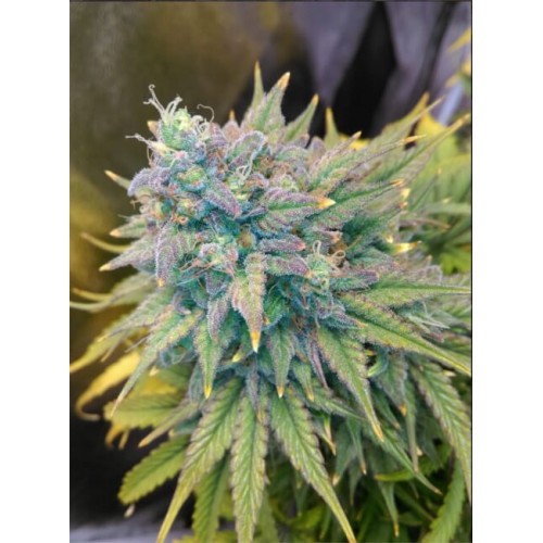 Gold Glue Auto Feminised Seeds