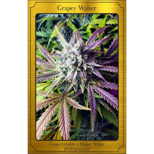 Grapey Walter Auto Feminised Seeds