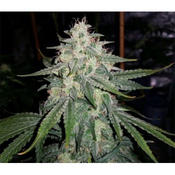 4 Assed Monkey Auto Feminised Seeds 4 Assed Monkey Auto Feminised Seeds