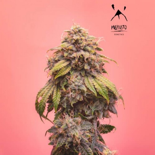 Creme de la Chem Auto Feminised Seeds Creme de la Chem Auto Feminised Seeds