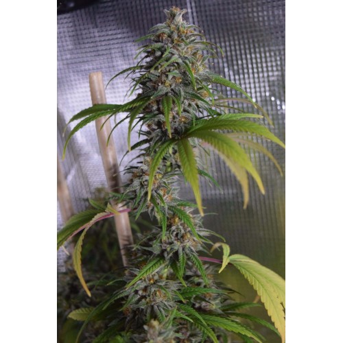 Dead Lights CBD Regular Seeds Dead Lights CBD Regular Seeds