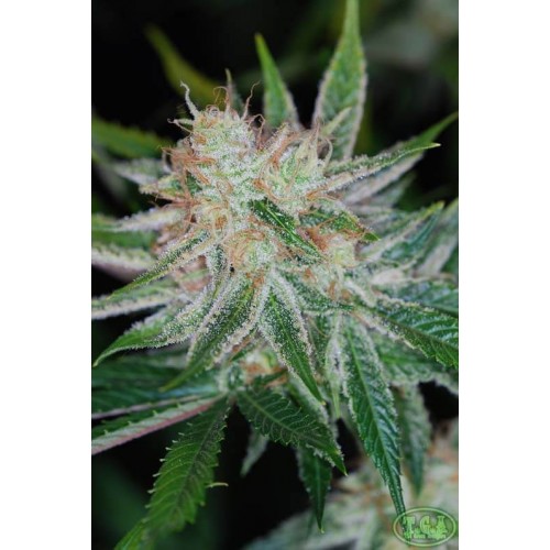 Pandora's Box Regular Seeds Pandora's Box Regular Seeds