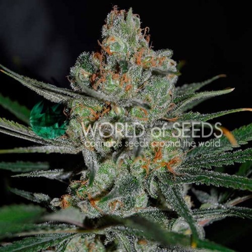 Afghan Kush Early Harvest Feminised Seeds