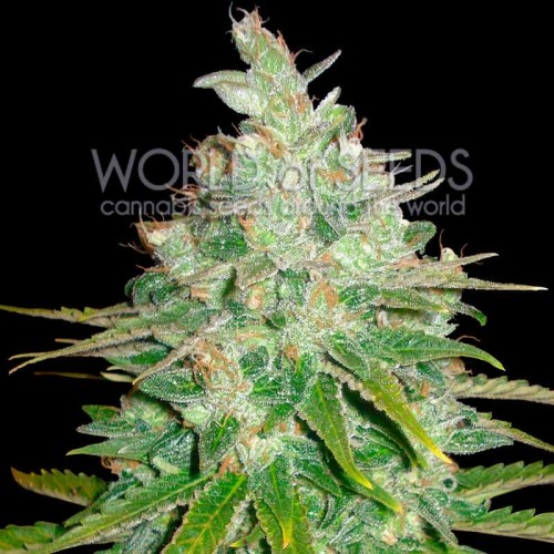 Afghan Kush x Black Domina Feminised Seeds