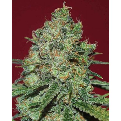 Clinical White CBD Feminised Seeds