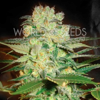 Afghan Kush x White Widow Feminised Seeds Afghan Kush x White Widow Feminised Seeds