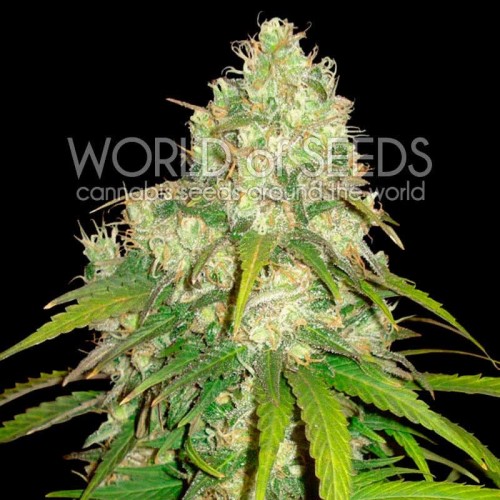 Afghan Kush x Yumbolt Feminised Seeds