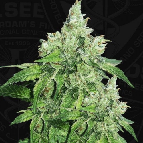 Citron Givré (Birthday Cake Selected) Feminised Seeds Citron Givré (Birthday Cake Selected) Feminised Seeds