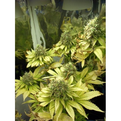 Sage 'n' Sour Regular Seeds Sage 'n' Sour Regular Seeds